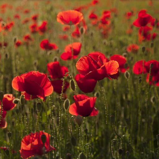 field of poppies