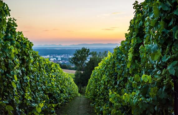 croatian-winemaking