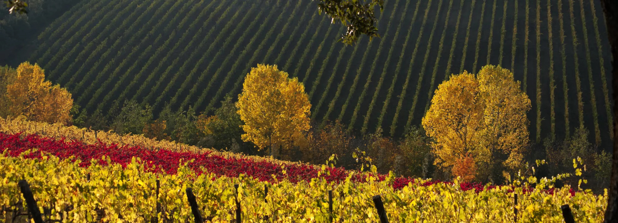 Beautiful yellow  vineyard