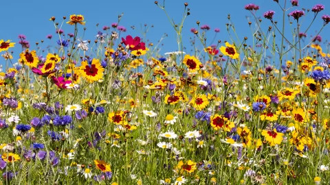 Rows of various wildflowers in bloom.
