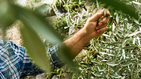 A man picking olives from branches in an olive grove.