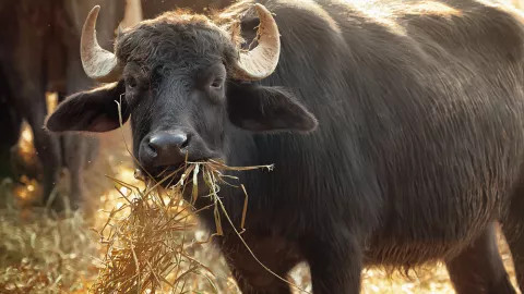 A view of an Italian buffalo, grazing and munching on some hay.