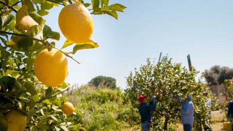 Travellers pick lemons during their trip to an Italian lemon grove.