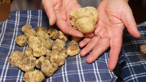 Exotic truffles being inspected and handled after foraging.
