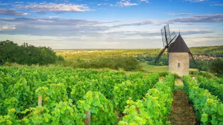 A view of a Vineyard and a medieval style windmill in Burgundy, overlooking the province.