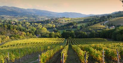 A landscape view of an Italian Vineyard.