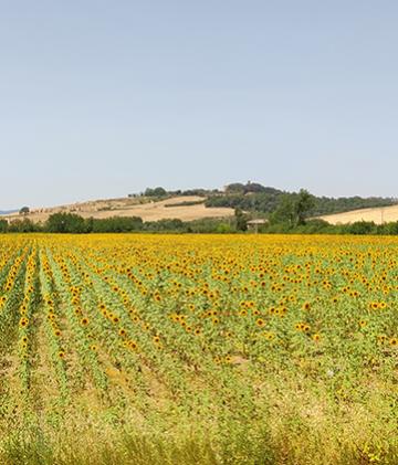 A view of a sunflower field in Italy.