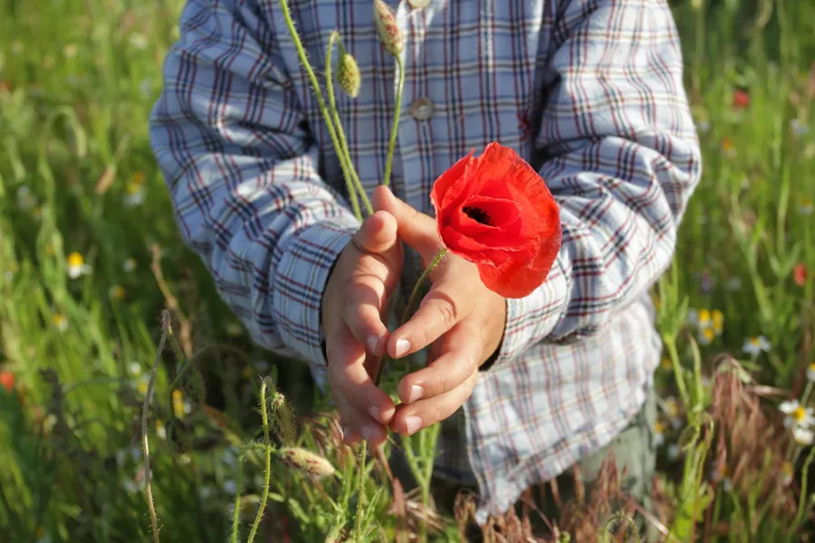 Photo of a person holding common poppy