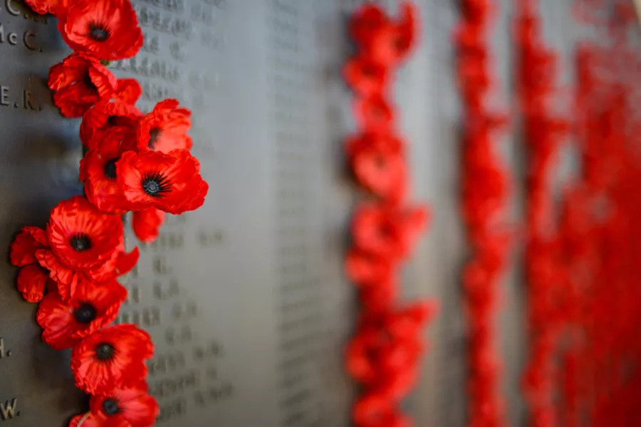 Photo of poppies